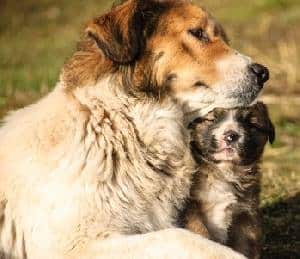 Livestock guardian dogs