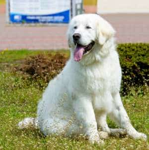 Livestock guardian dogs