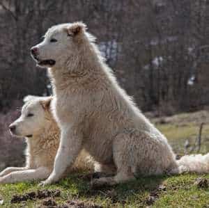 Livestock guardian dogs