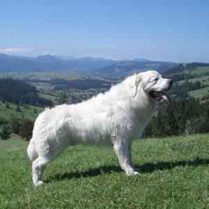 Livestock guardian dogs