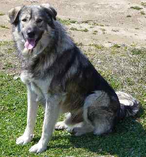 Livestock guardian dogs