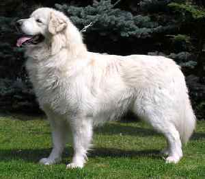 Livestock guardian dogs