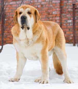 Livestock guardian dogs