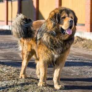 Livestock guardian dogs