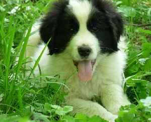 Livestock guardian dogs