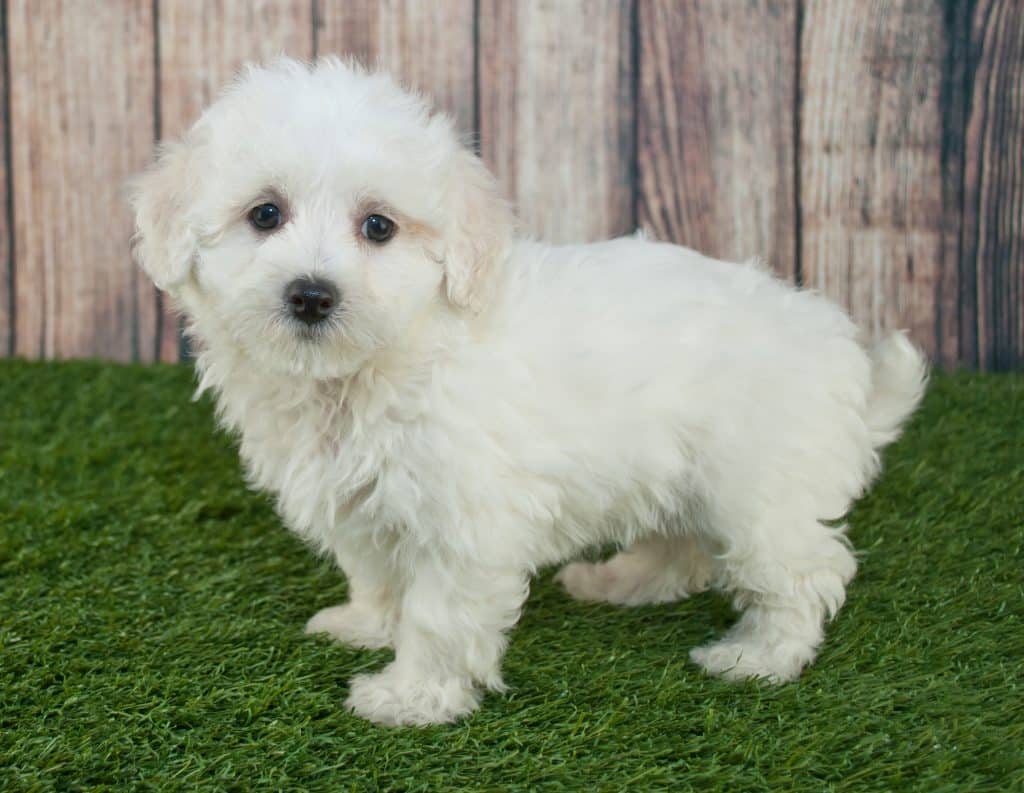 Maltipoo puppy standing in the grass outdoors in Pennsylvania