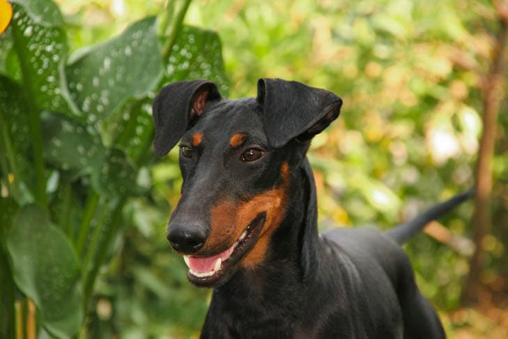 Manchester Terrier dog standing