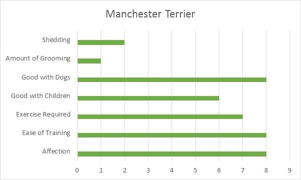 Manchester Terrier