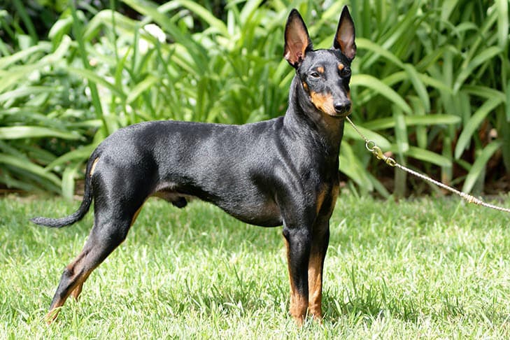 Manchester Terrier dog breed standing on grass