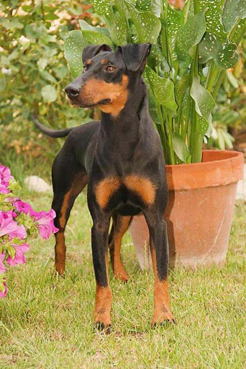 Manchester Terrier in a garden