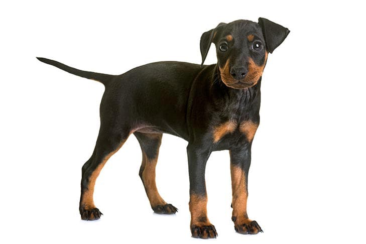 Manchester Terrier puppy