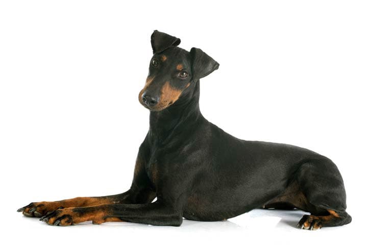 Manchester Terrier lying down