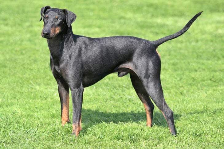 Manchester Terrier standing alert