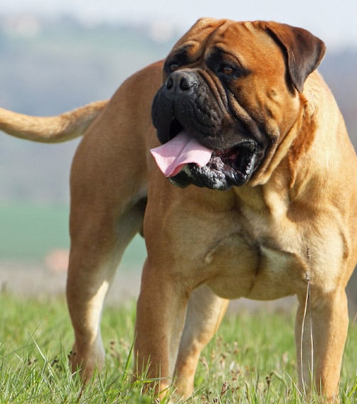 Mastiff Dog Breed