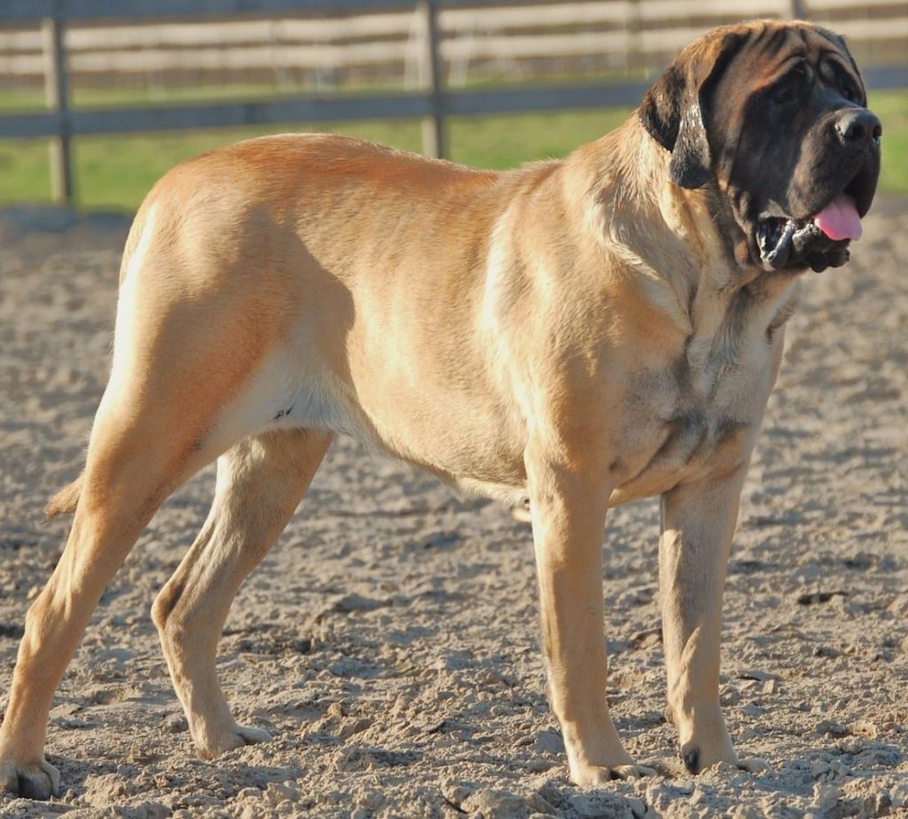 Mastiff Dog Breed