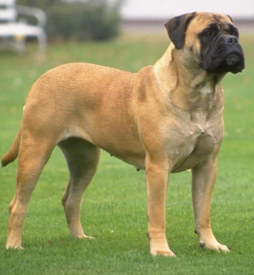 Mastiff Dog Breed