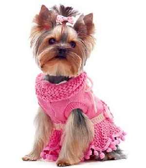 Yorkshire Terrier