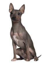 An American Hairless dog sitting down facing the camera, against a white background