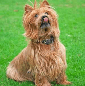 Australian Terrier sitting down on grass