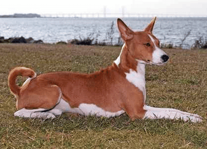 Basenji dog sitting outside