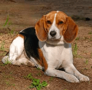 Beagle dog outside