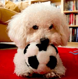 Bolognese Puppy With a Ball