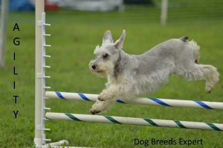 Miniature Schnauzer