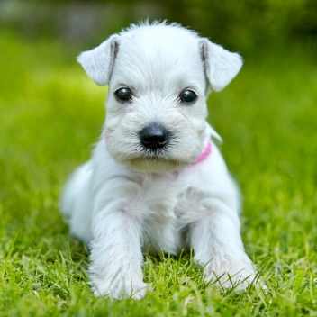 Miniature Schnauzer Puppy