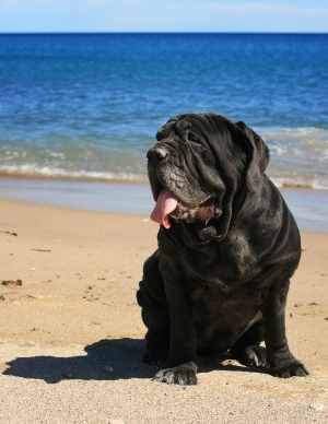 Neapolitan Mastiff on a beach