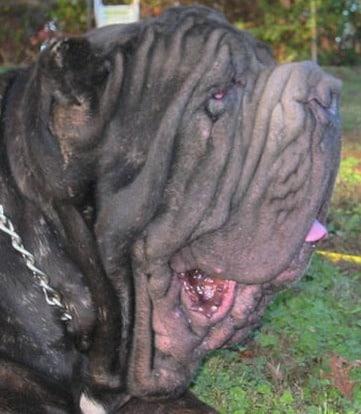 Neapolitan Mastiff