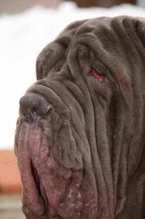 Neapolitan Mastiff