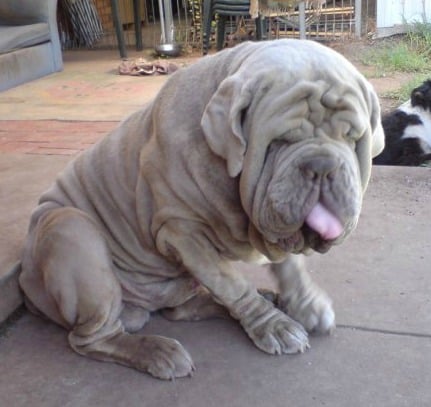 neapolitan mastiff