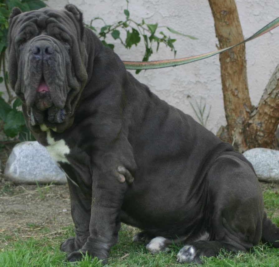 neapolitan mastiff