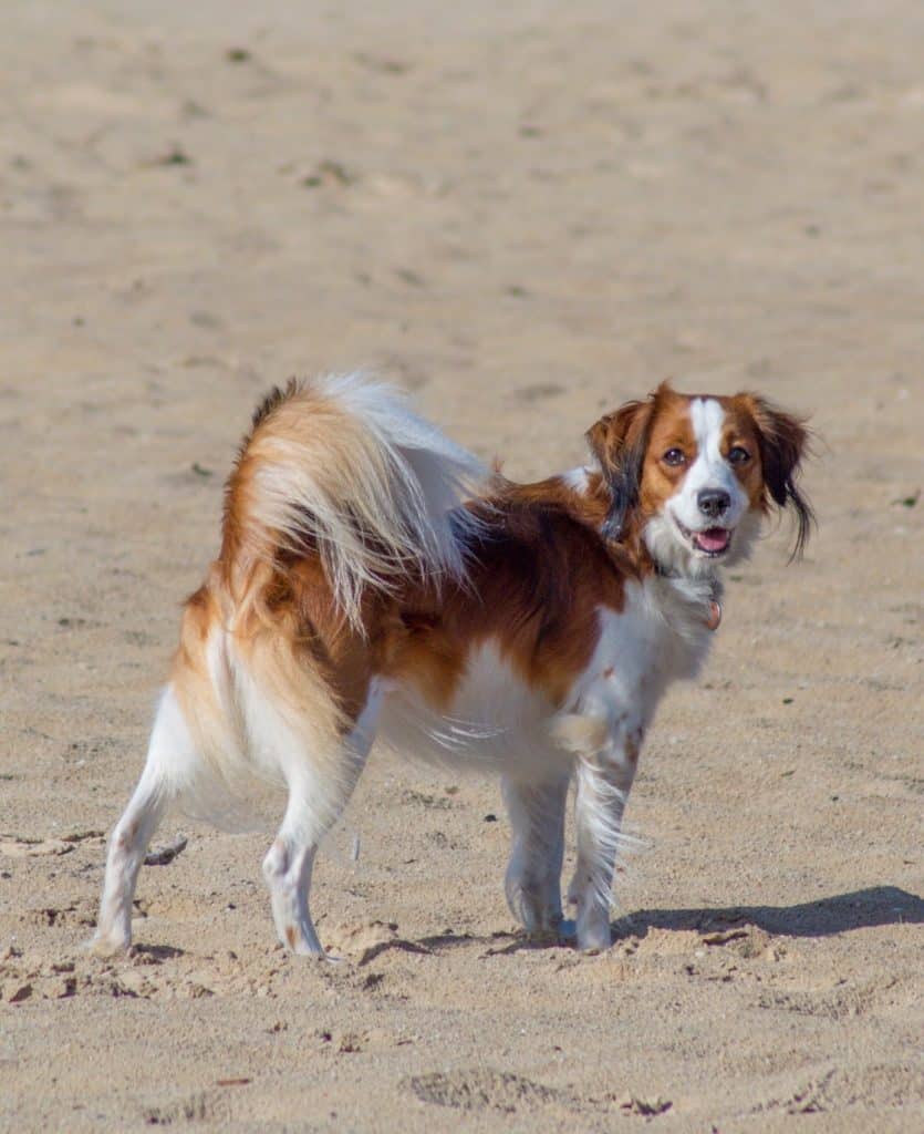 A Nederlandse Kooikerhondje dog standing on a sandy beach on a sunny day