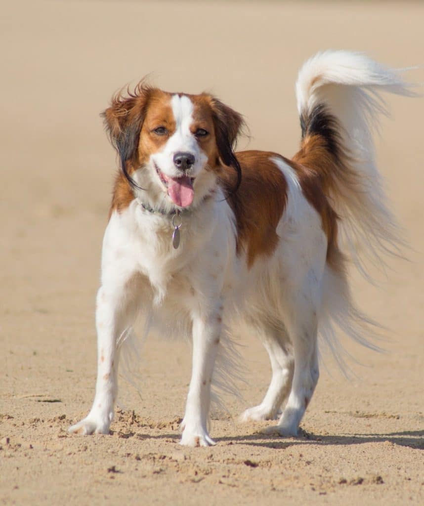 A Nederlandse Kooikerhondje standing on a sandy beach on a sunny day