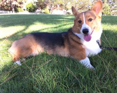 Pembroke Welsh Corgi