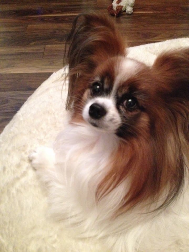 Papillon on a white cushion