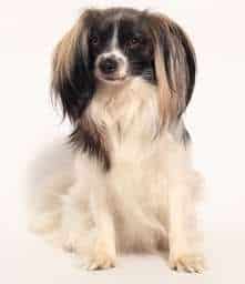 A Phalene type of Papillon with drop ears, sitting down against a white background