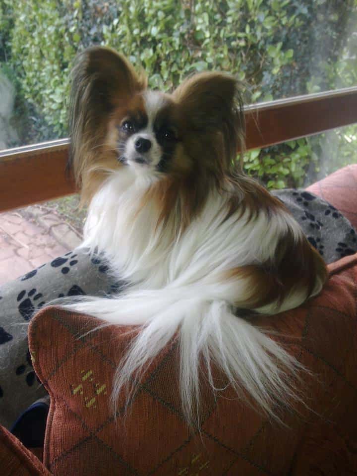 Papillon Dog Breed