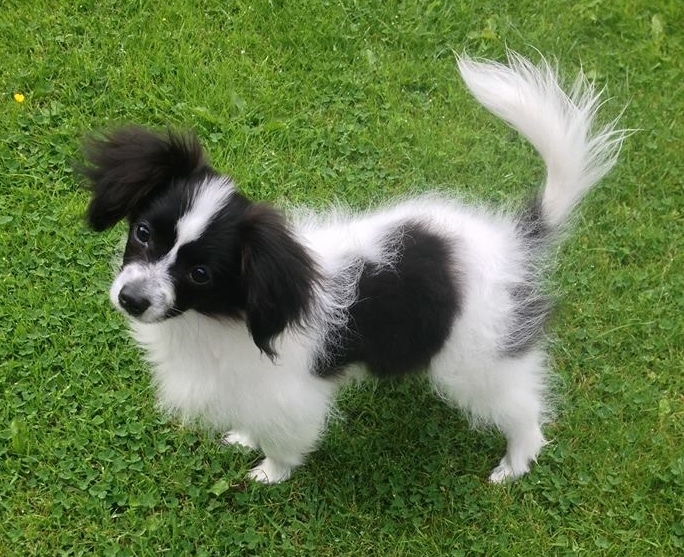 Papillon Dog Breed