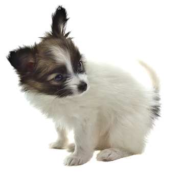 A black and white Papillon puppy against a white background