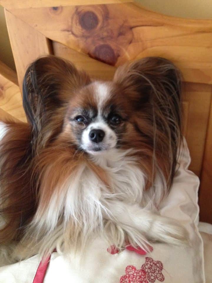 Papillon Dog Breed