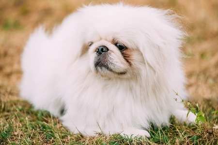 Pekingese Dog breed