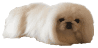 Pekingese