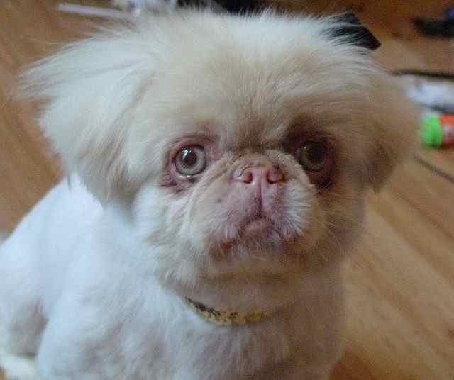 Pekingese