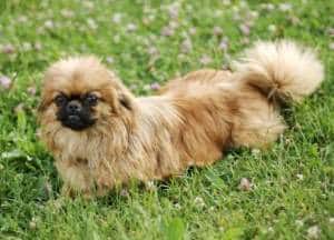 Pekingese