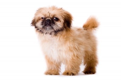 Pekingese