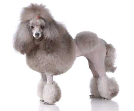 Poodle