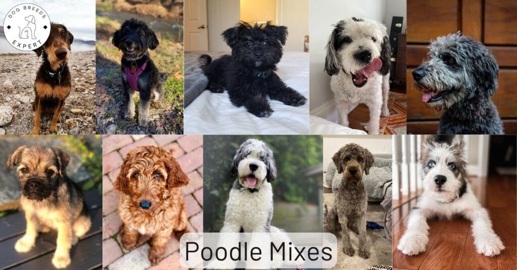 Poodle Mixes – List of the 63 Most Popular Poodle Cross Breeds [2023]