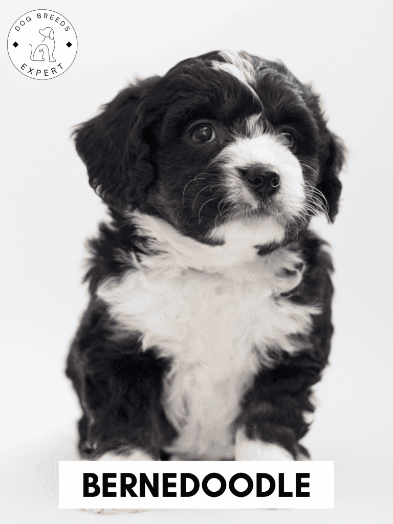 Bernedoodle